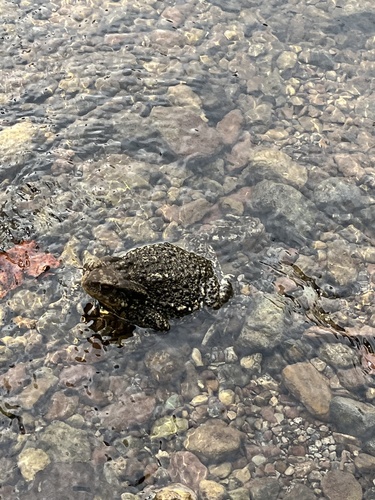Spiny Toad
