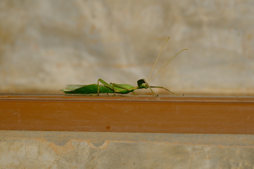 Westwood's Leaf Insect