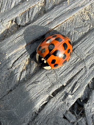 Asian Lady Beetle