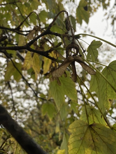sycamore maple