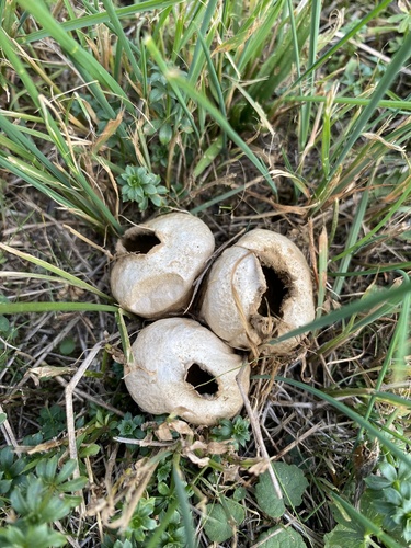 Meadow Puffball