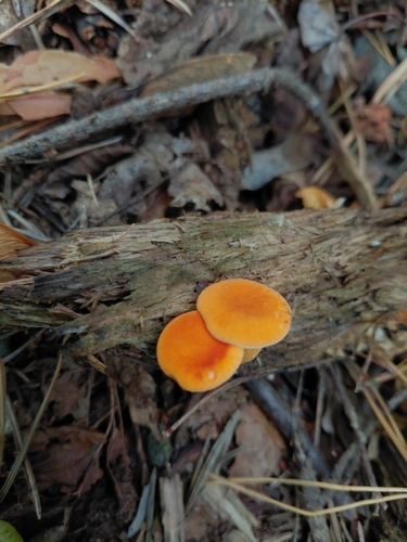 False Chanterelle