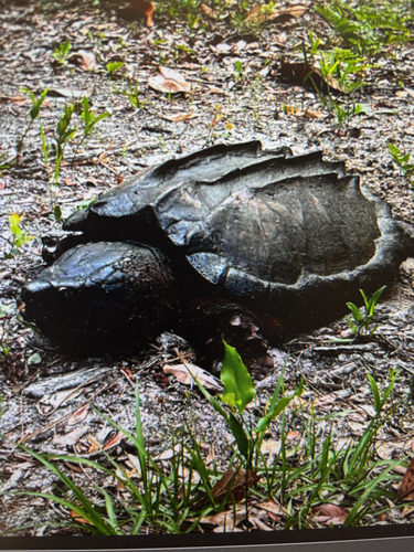 Alligator Snapping Turtle observed by nreynolds11