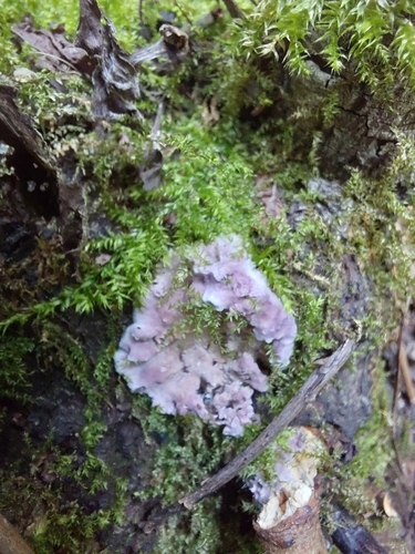 Silverleaf Fungus