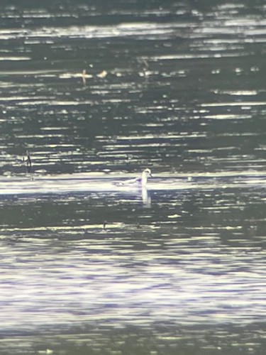 Red Phalarope