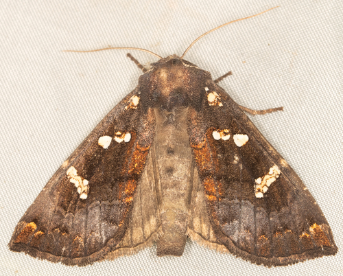 Ironweed Stem Borer Moth