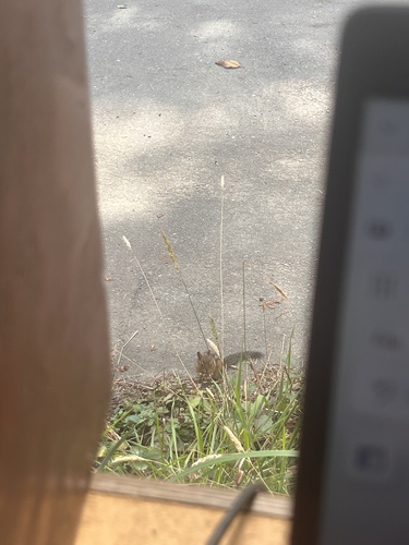 Shadow Chipmunk observed by anniekoshea