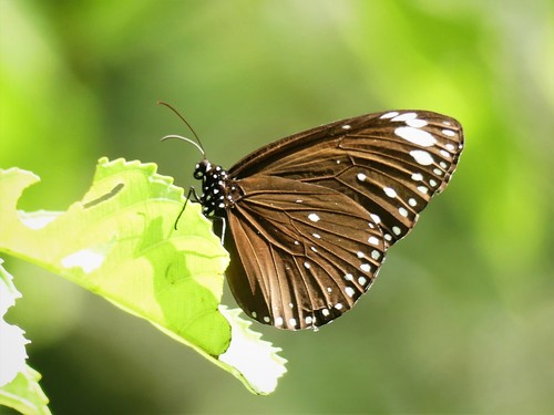 Euploea crameri Lucas, 1853