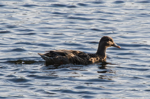 Gadwall