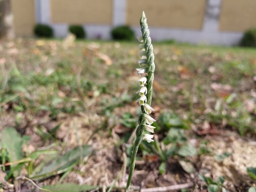 Autumn Ladies' Tresses