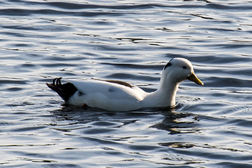 Domestic Mallard