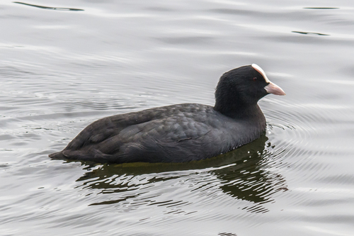 Common Coot