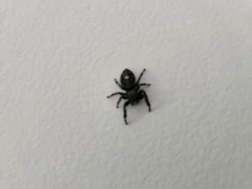 Bold Jumping Spider