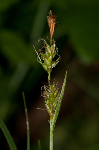 Carex michelii Host