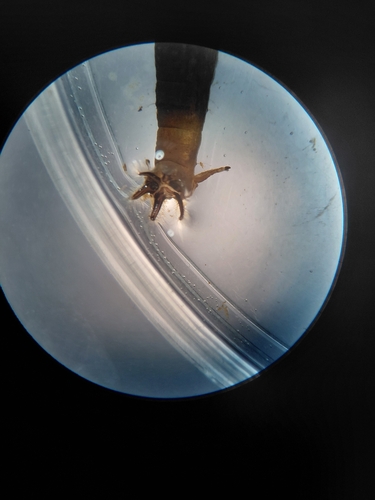 Prionocera turcica