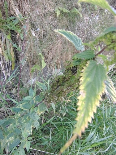 great stinging nettle
