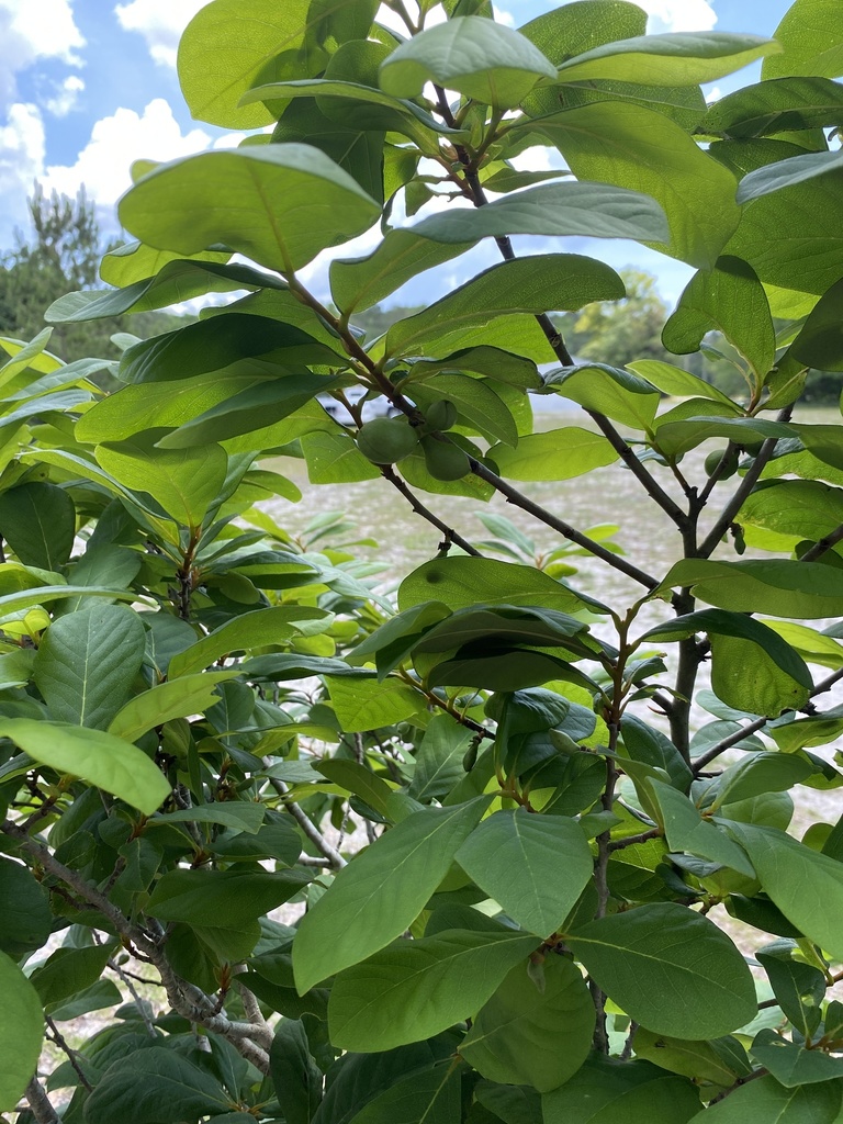 common pawpaw from W Shore Dr, Longs, SC, US on May 24, 2020 at 12:04 ...
