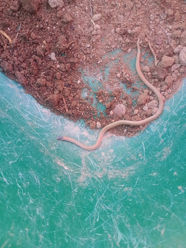 culebra encapuchada del Suroeste