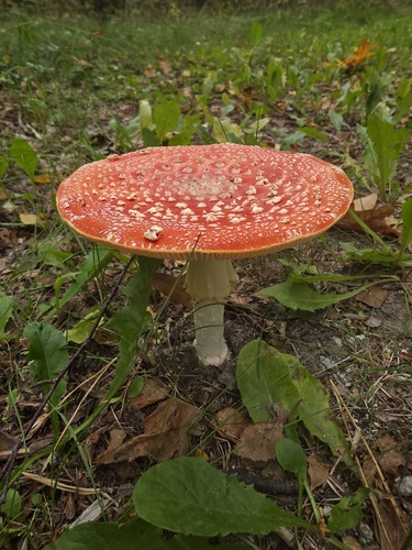 Fly Agaric