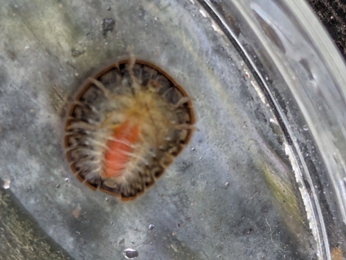 Herrick's Water Penny Beetle