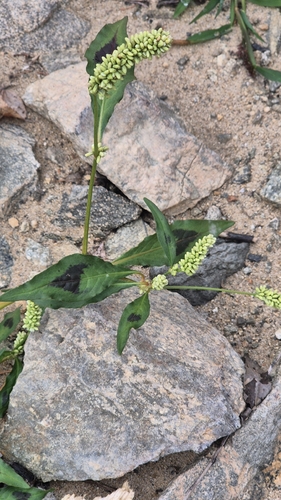 pale smartweed