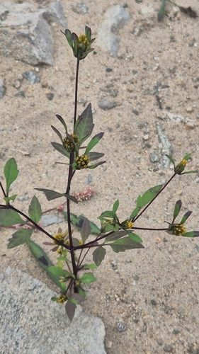 Devil's Beggarticks