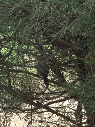 Red-billed Firefinch