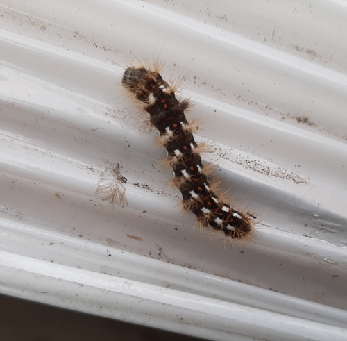 Knot Grass Moth