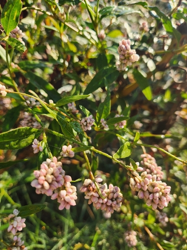 pinkweed
