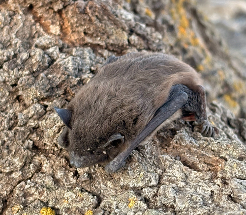 Evening Bat observed by aaronduelm
