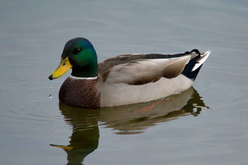 Mallard