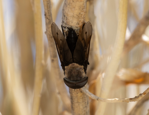 Western Black Horse Fly