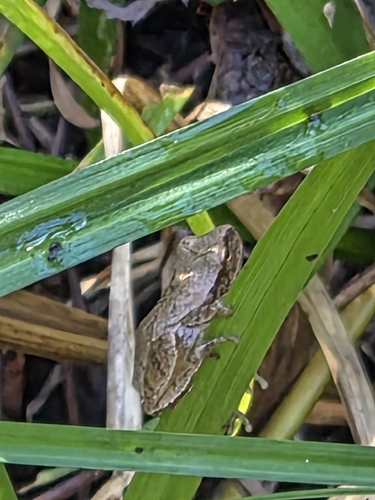 Spring Peeper