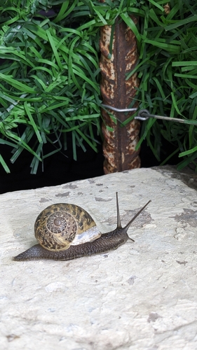Garden Snail
