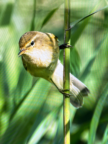Common Chiffchaff