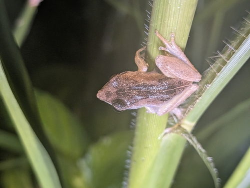 Schneider's shrub frog
