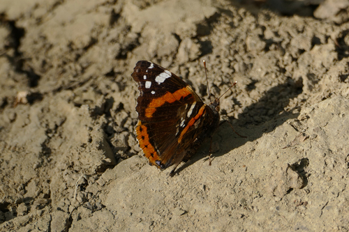 Red Admiral