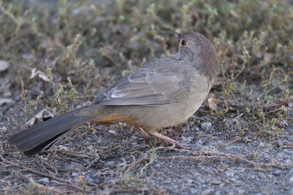 California Towhee