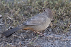 California Towhee
