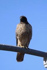Red-tailed Hawk