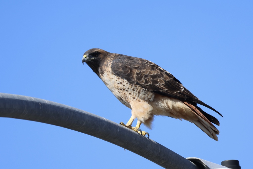 Red-tailed Hawk