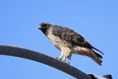Red-tailed Hawk
