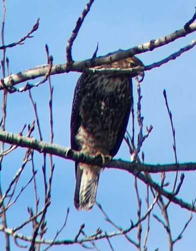 Red-tailed Hawk