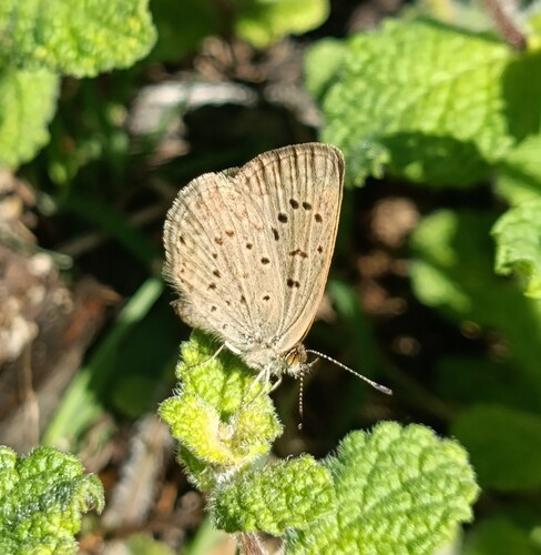 African Grass Blue