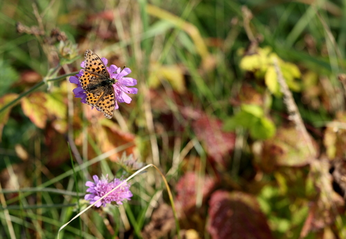 Queen of Spain Fritillary