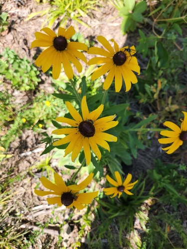 black-eyed Susan