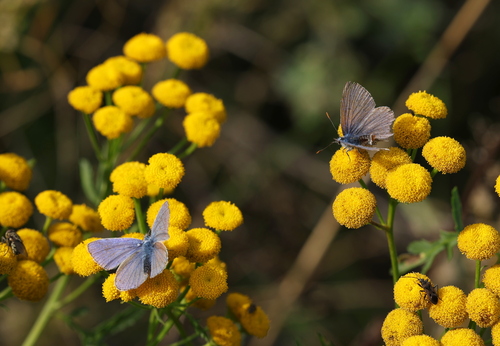 Common Blue