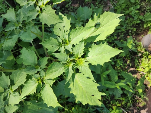 cutleaf groundcherry