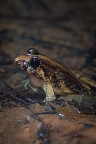 Kirtisinghe's Frog