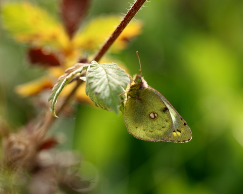 Pale Clouded Yellow